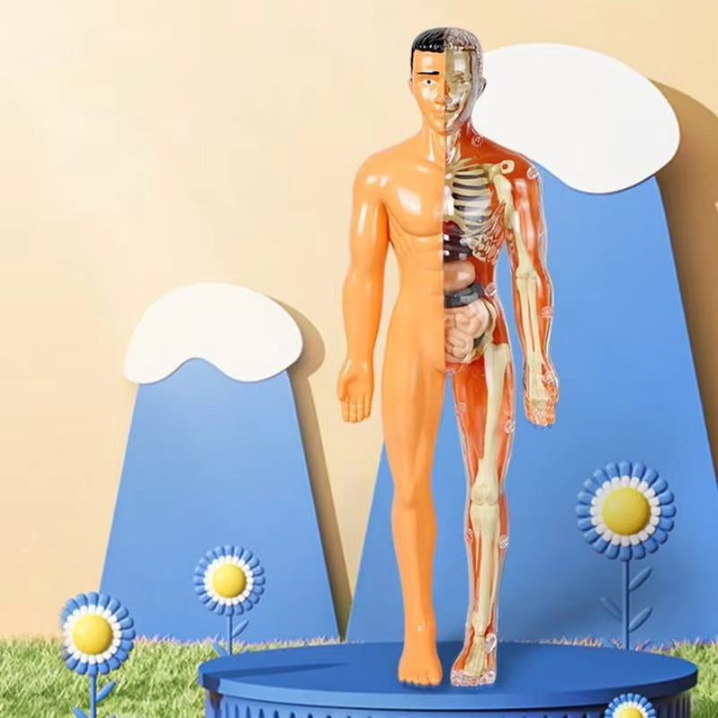 BodyQuest® - Aprendizagem do corpo humano