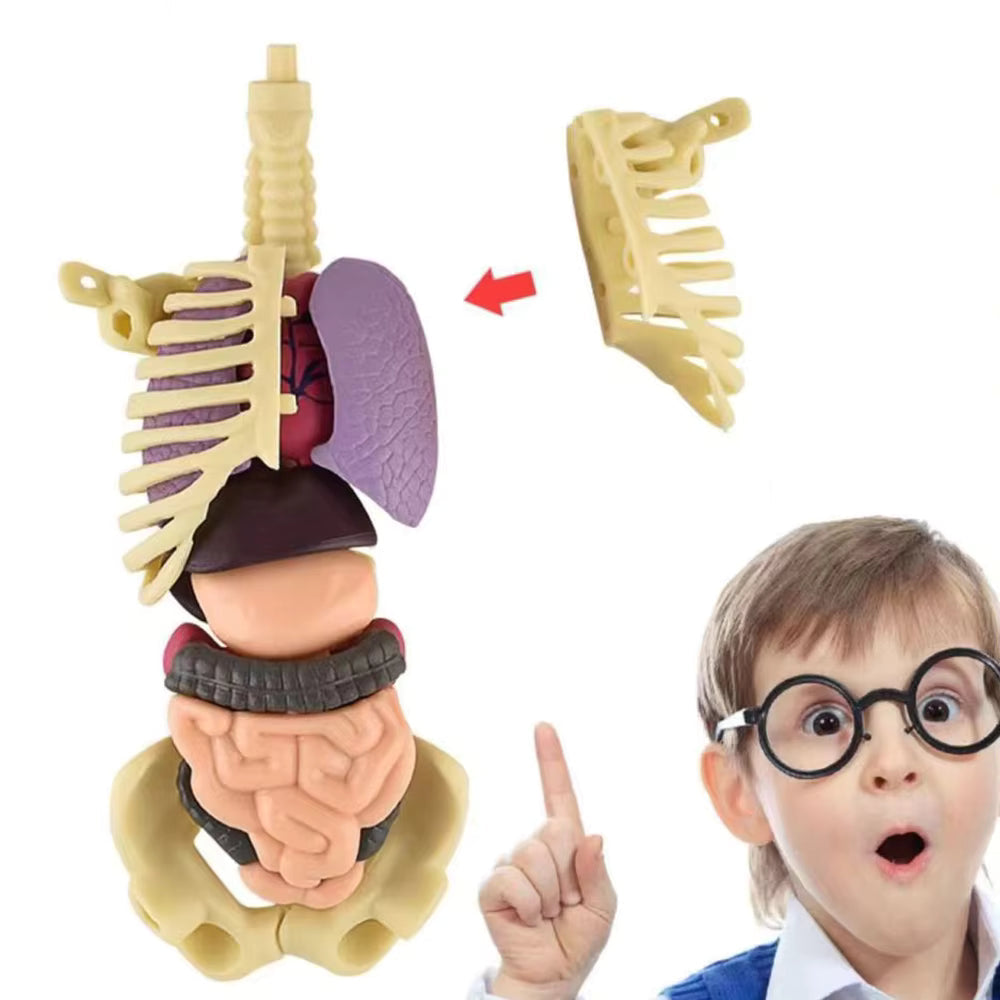 BodyQuest® - Aprendizagem do corpo humano