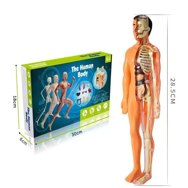 BodyQuest® - Aprendizagem do corpo humano