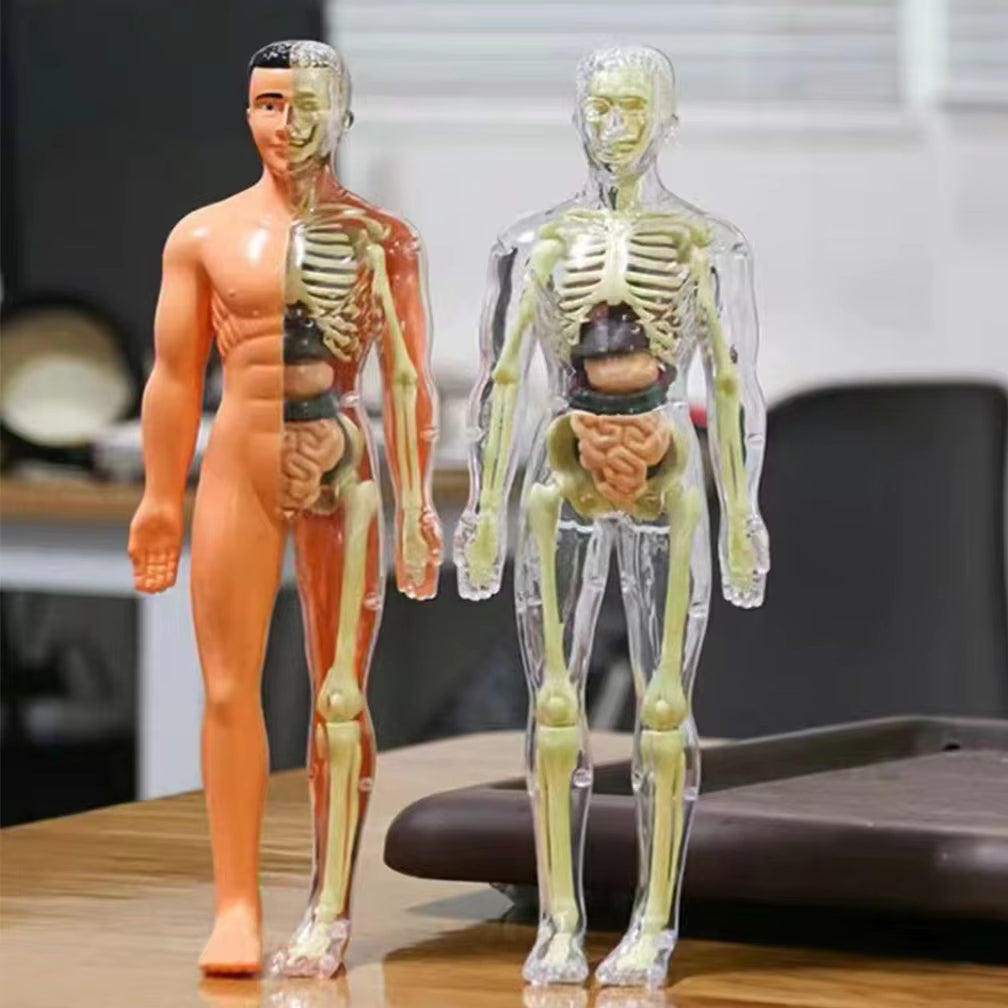 BodyQuest® - Modelo de aprendizagem do corpo humano para crianças