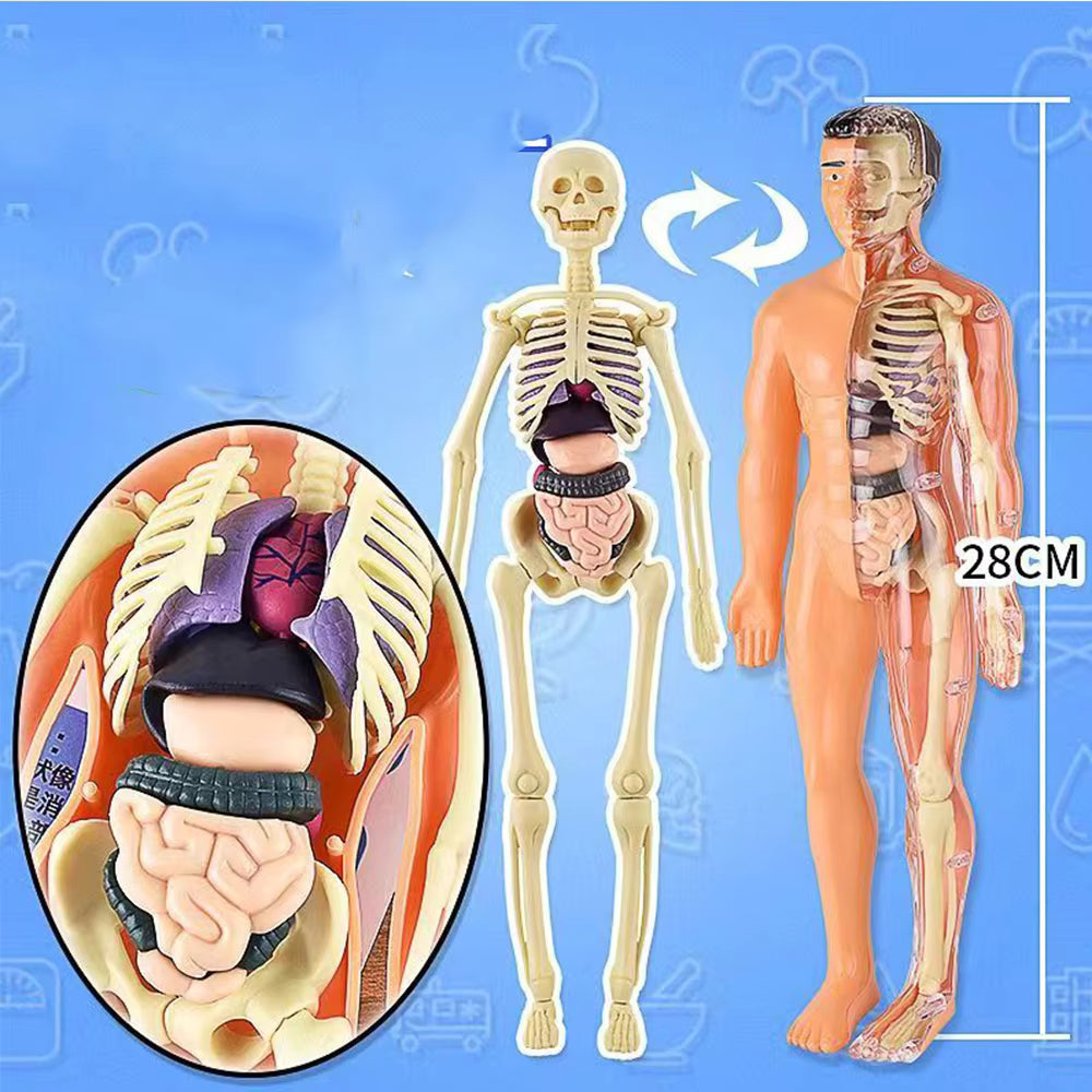 BodyQuest® - Modelo de aprendizagem do corpo humano para crianças