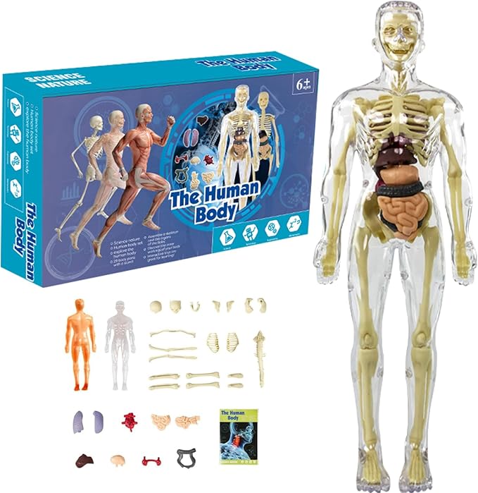 BodyQuest® - Modelo de aprendizagem do corpo humano para crianças