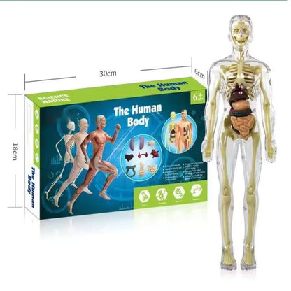 BodyQuest® - Modelo de aprendizagem do corpo humano para crianças