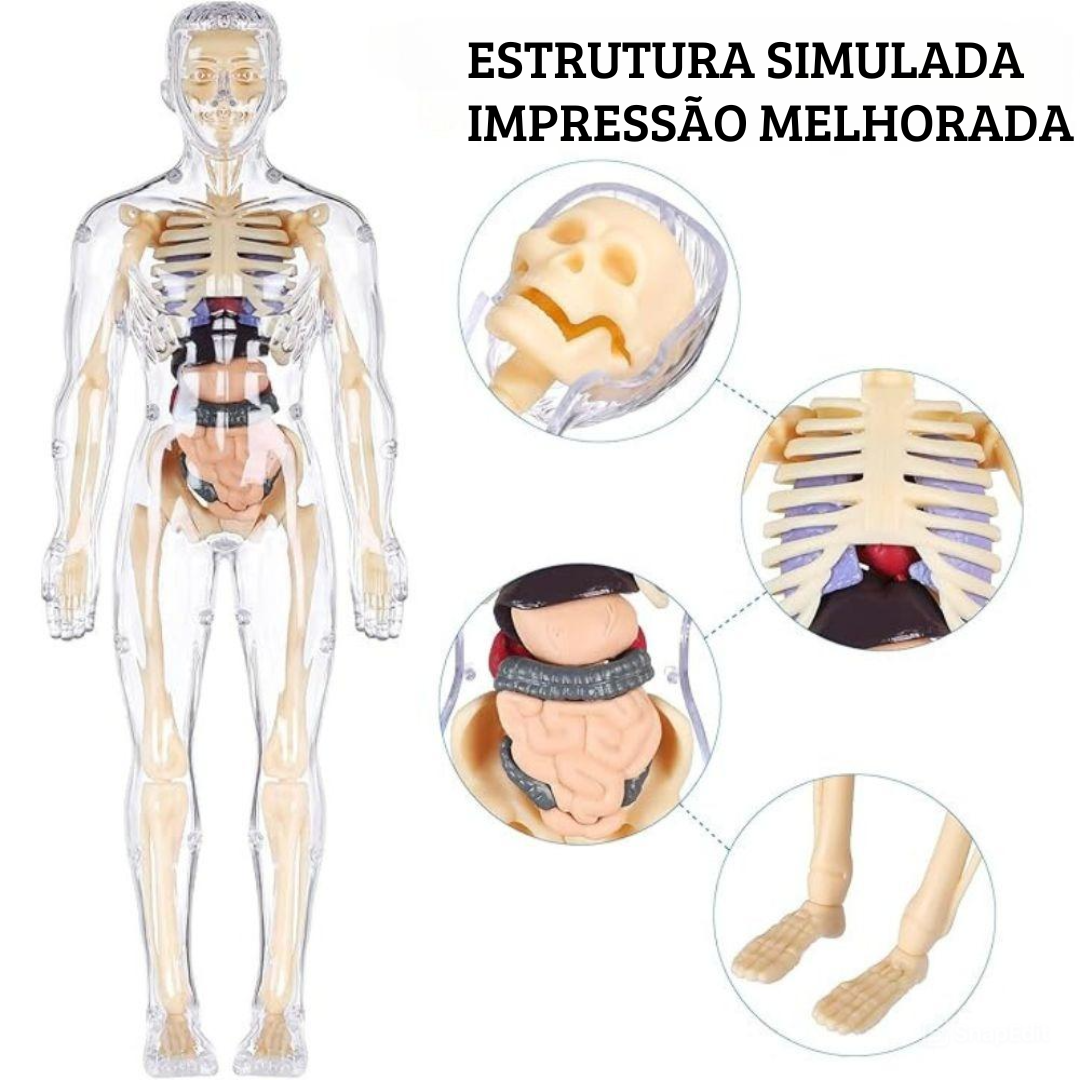 BodyQuest® - Modelo de aprendizagem do corpo humano para crianças